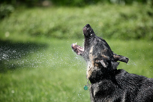 The Navy Seal Team 6 Dog Is A Bigger Badass Than You - Ar15.com